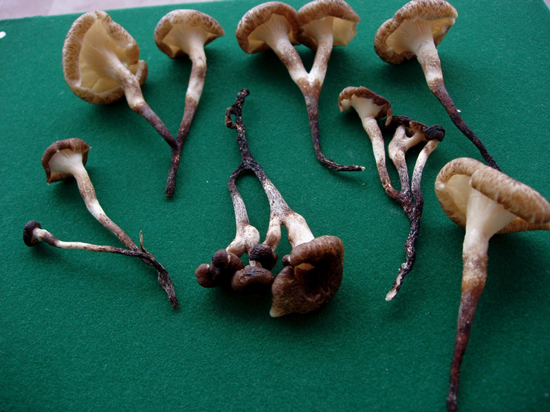 Lentinus 